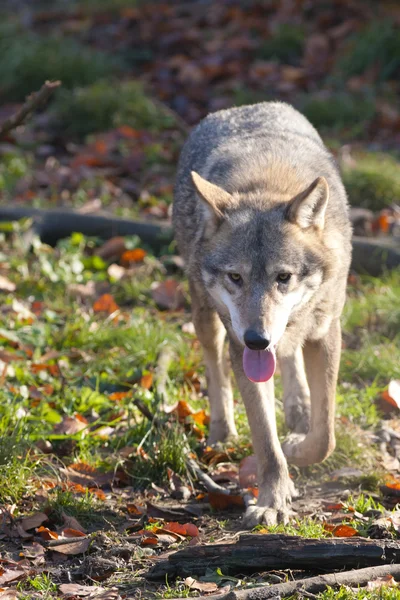 Gray Wolf in forest — Stock Photo, Image