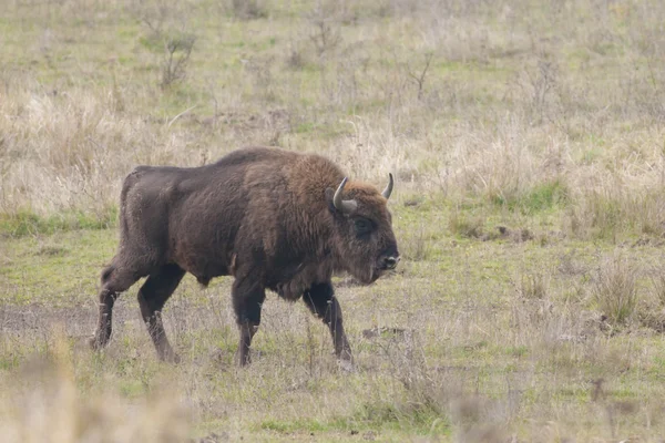 Bison Bull europeo — Foto de Stock