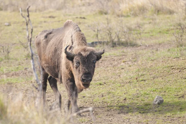 ยุโรป Bison Bull — ภาพถ่ายสต็อก