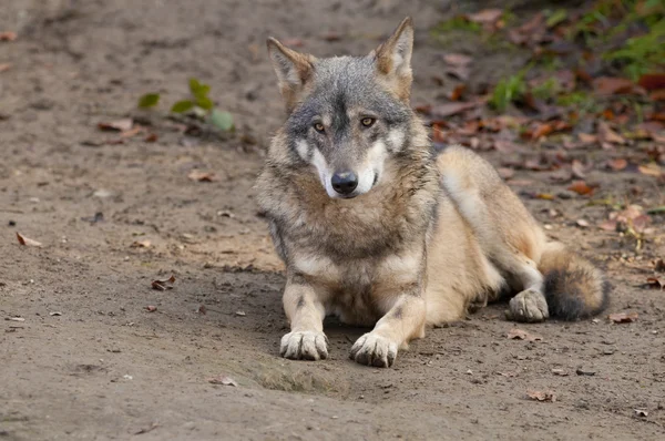 置かれる灰色オオカミ — ストック写真