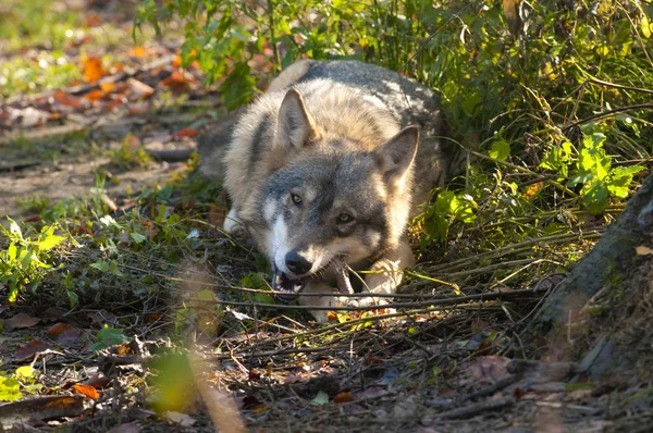 Gray Wolf — Stock Photo, Image