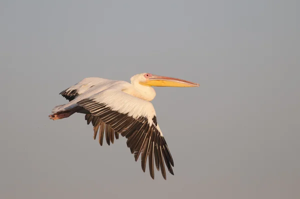 White pelican in flight — Stock Photo, Image