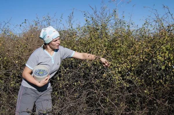 Young Woman picking sloe or blackthorn fruits — Stock Photo, Image