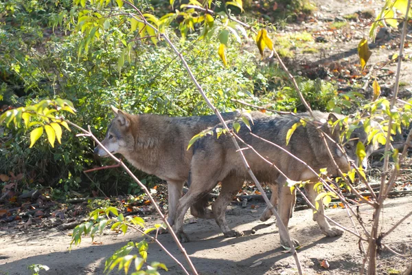 Grijze wolf in bos — Stockfoto