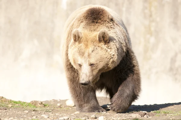 Orso bruno — Foto Stock