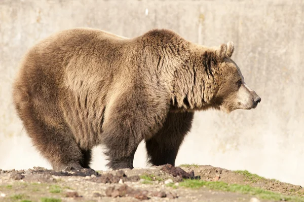 Orso bruno — Foto Stock