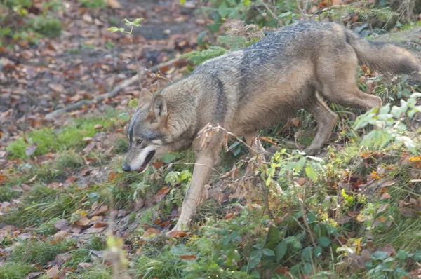 Lobo gris en el bosque —  Fotos de Stock
