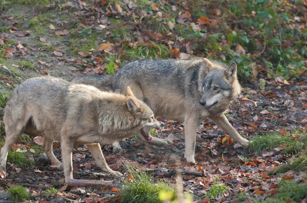 Lobos grises — Foto de Stock