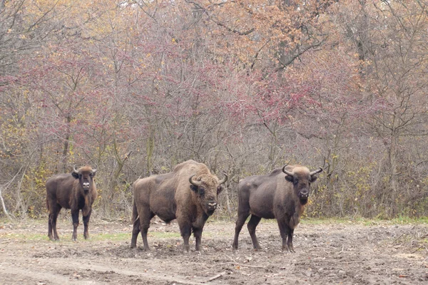 Europese bizon — Stockfoto