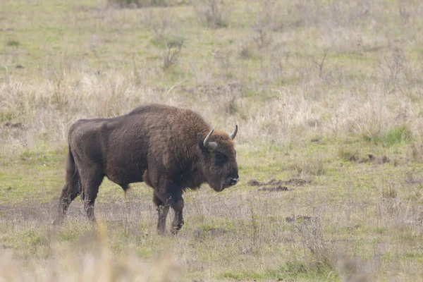 ยุโรป Bison Bull — ภาพถ่ายสต็อก