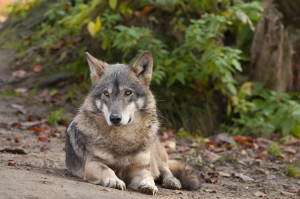 Lobo gris tendido —  Fotos de Stock