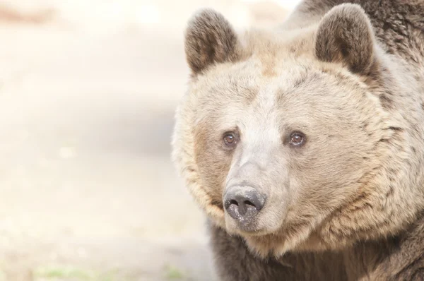 Orso bruno Foto Stock Royalty Free