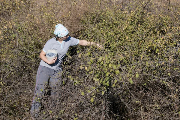 Young Woman picking sloe or blackthorn fruits — Stock Photo, Image