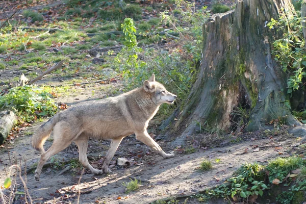 Gray Wolf in forest — Stock Photo, Image