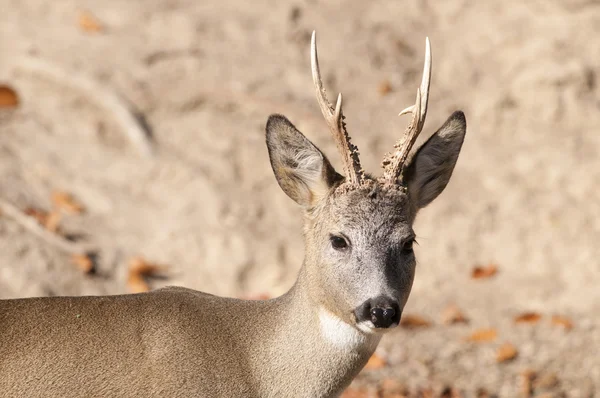 Capriolo maschio — Foto Stock