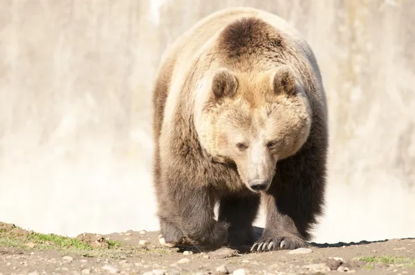 Orso bruno — Foto Stock