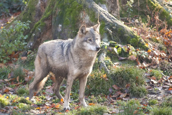 숲에 회색 늑대 — 스톡 사진