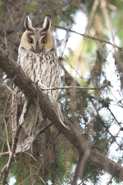 Long-eared Owl in a tree — Stock Photo, Image