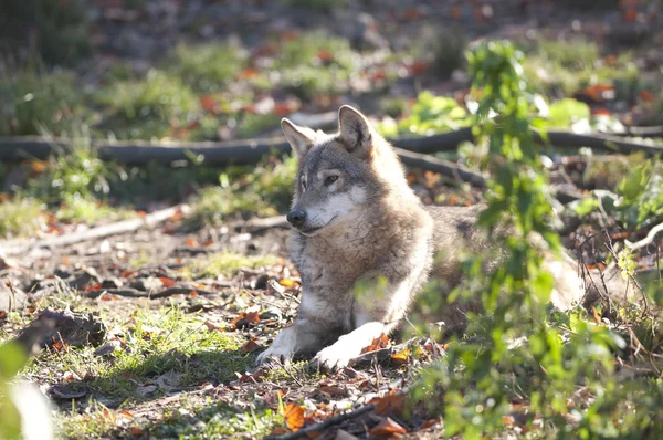 Gray Wolf Laid — Stock Photo, Image