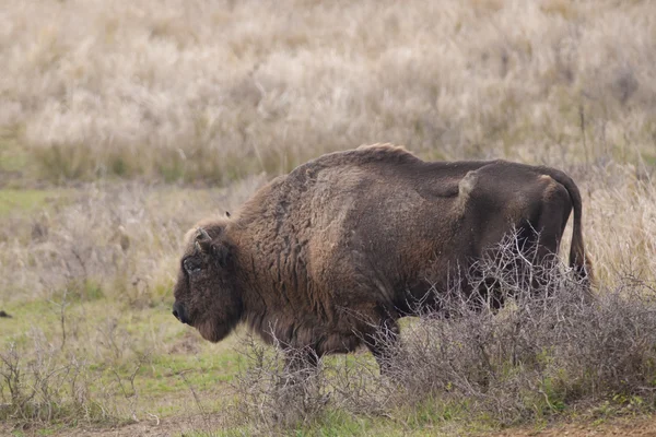 ยุโรป Bison Bull — ภาพถ่ายสต็อก