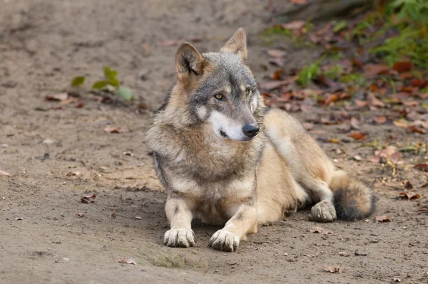 Gray Wolf Laid — Stock Photo, Image
