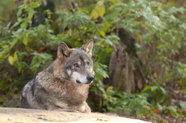 회색 늑대 누워 — 스톡 사진