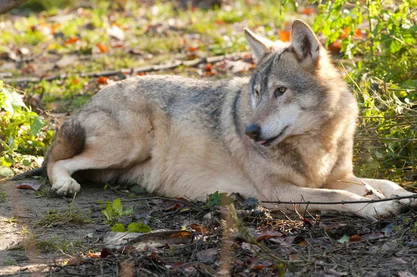 Loup gris couché — Photo