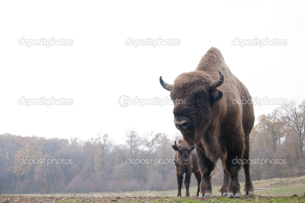 European Bison Bull