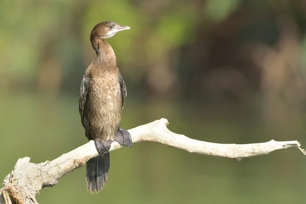 Cormorán pigmeo en una rama — Foto de Stock