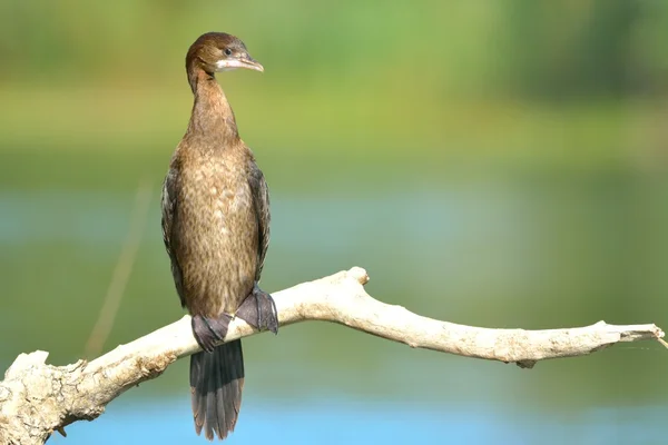 Cormorano pigmeo su un ramo Immagini Stock Royalty Free