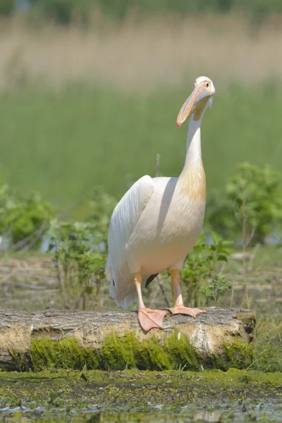 Biały Pelikan dziennik — Zdjęcie stockowe