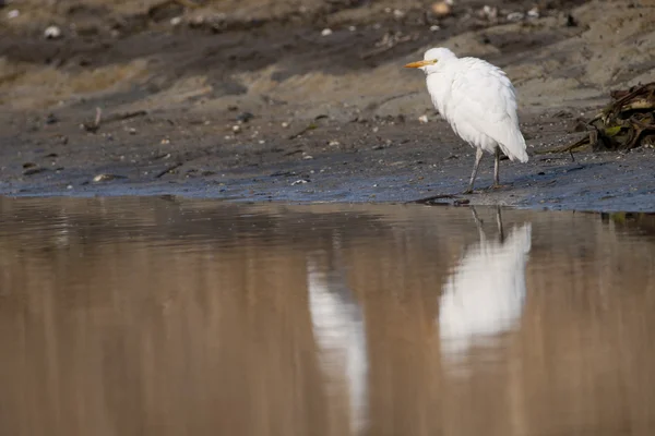 Aigrette des bovins — Photo