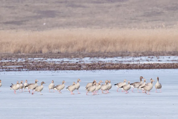 Greylag hus v zimě — Stock fotografie