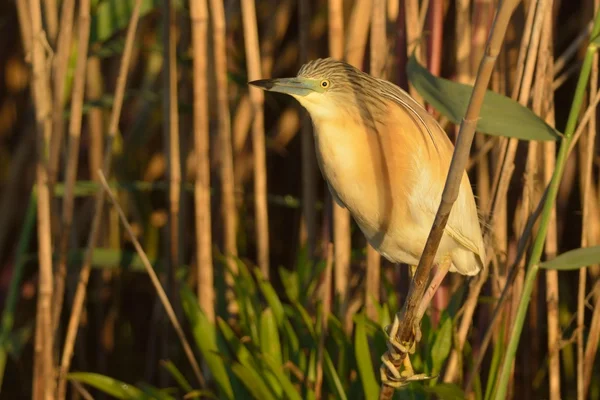 Squacco Airone vicino a Reed — Foto Stock