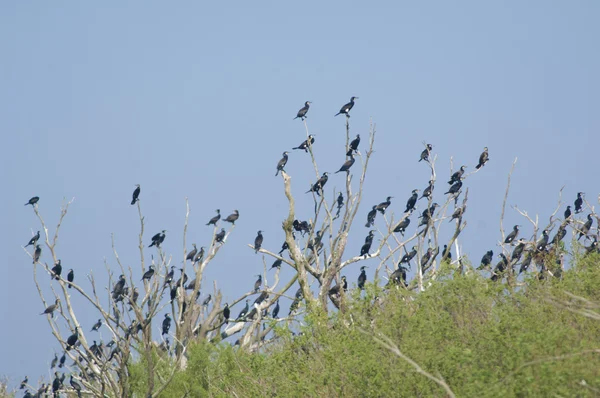 Flock of Great Cormorant on tree — Stock Photo, Image