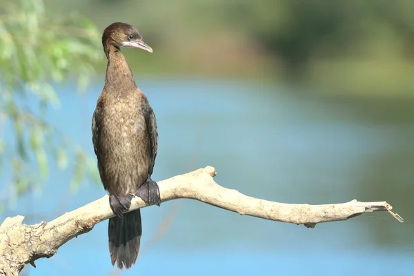 Pygmy Cormorant pada cabang — Stok Foto