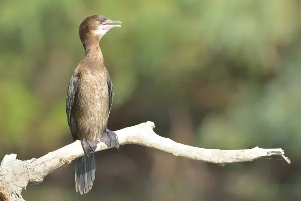 Cormorán pigmeo en una rama — Foto de Stock