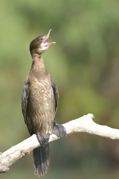 Pygmy Cormorant on a branch — Stock Photo, Image