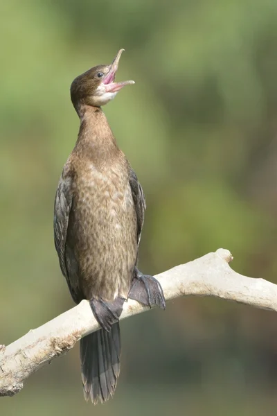 Pygmy Cormorant on a branch — Stock Photo, Image