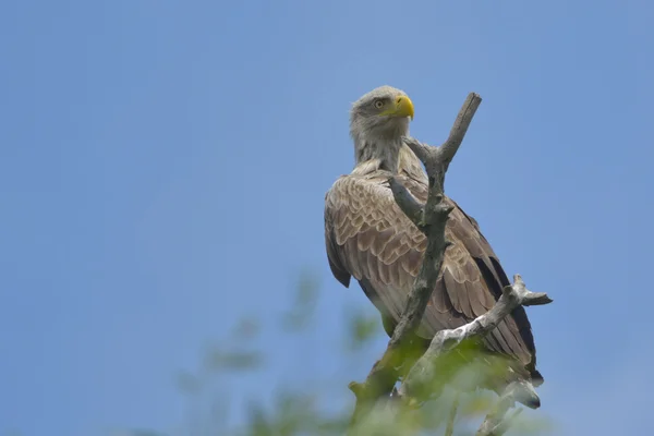 Vit tailed eagle på ett träd — Stockfoto