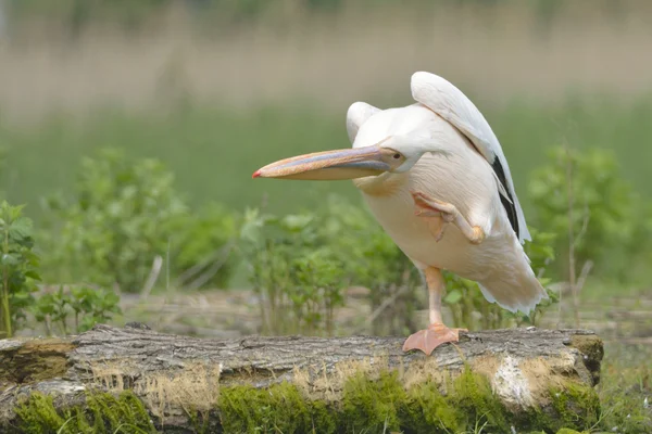 Witte pelikaan op een logboek — Stockfoto