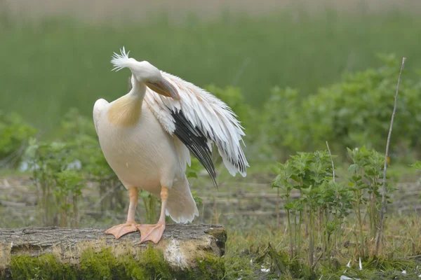 Witte pelikaan op een logboek — Stockfoto