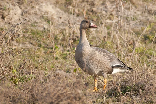 Bílý fronted goose — Stock fotografie