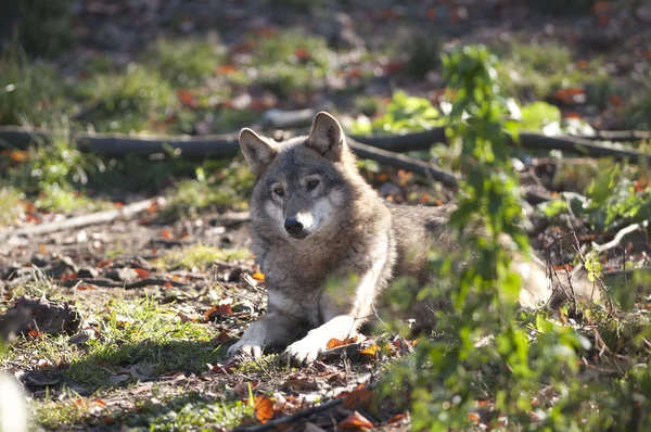 Lobo gris acostado —  Fotos de Stock