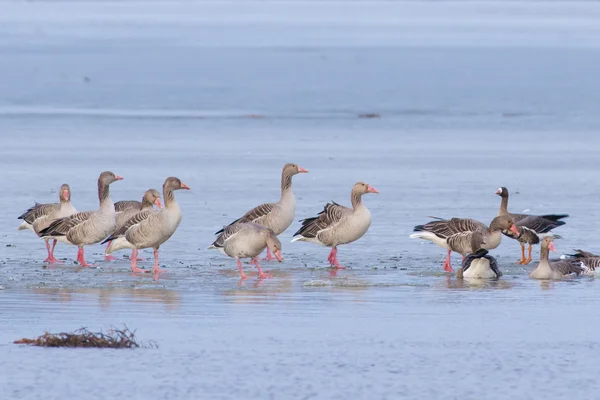 Greylag Geese in winter — Stock Photo, Image