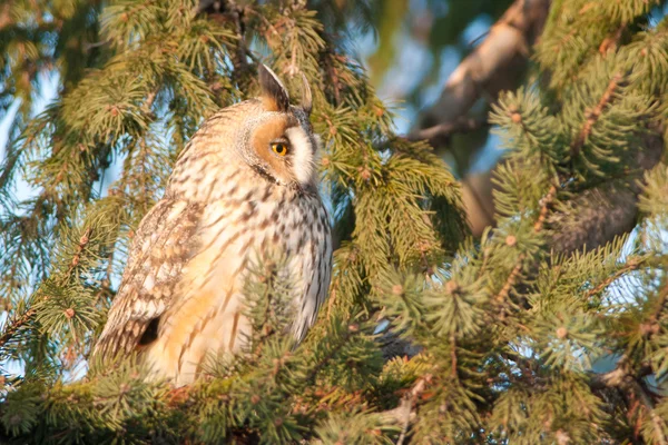 Długo eared owl na świerk — Zdjęcie stockowe