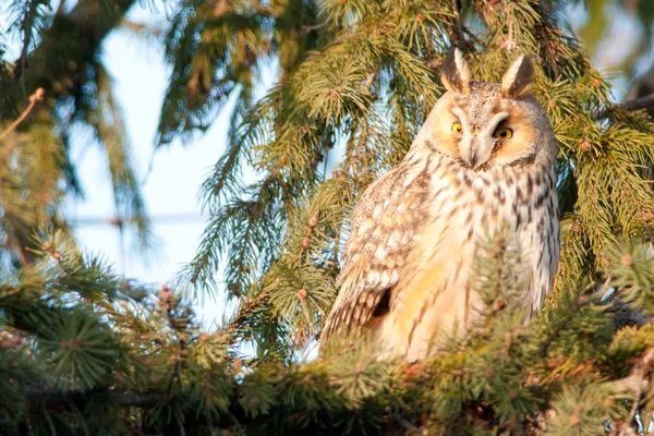 Long Eared Owl on fir tree — Stock Photo, Image