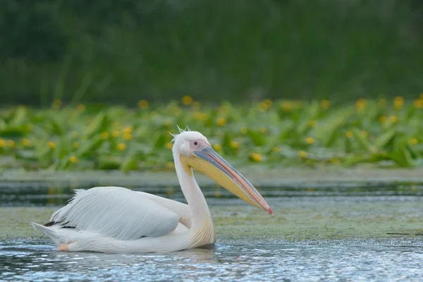 Witte pelikaan op water — Stockfoto