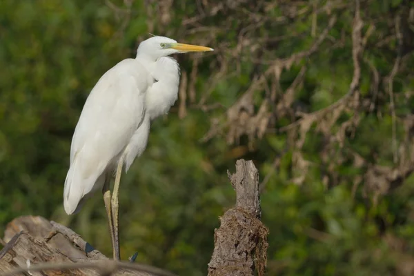 Grande egret — Fotografia de Stock