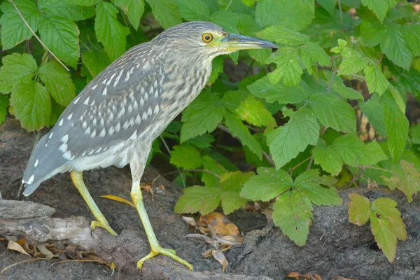 Ung svart krönt natten Häger — Stockfoto